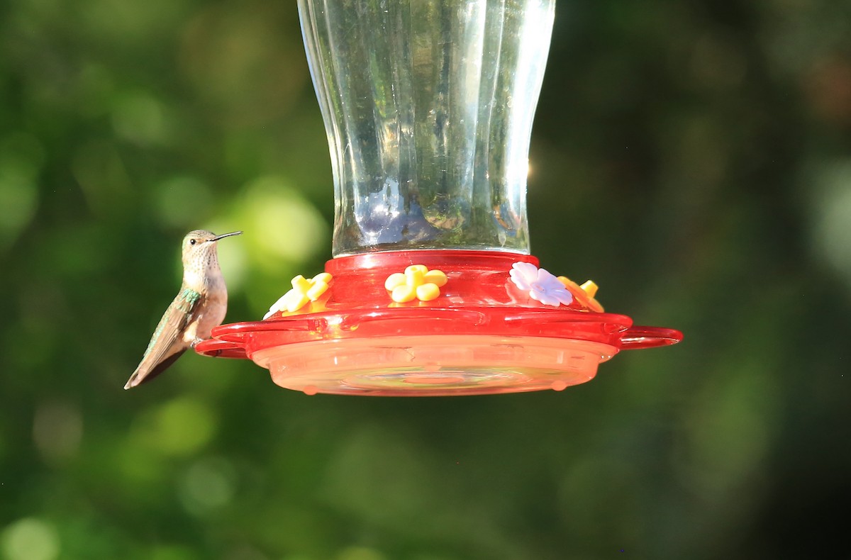 Broad-tailed Hummingbird - ML469150631