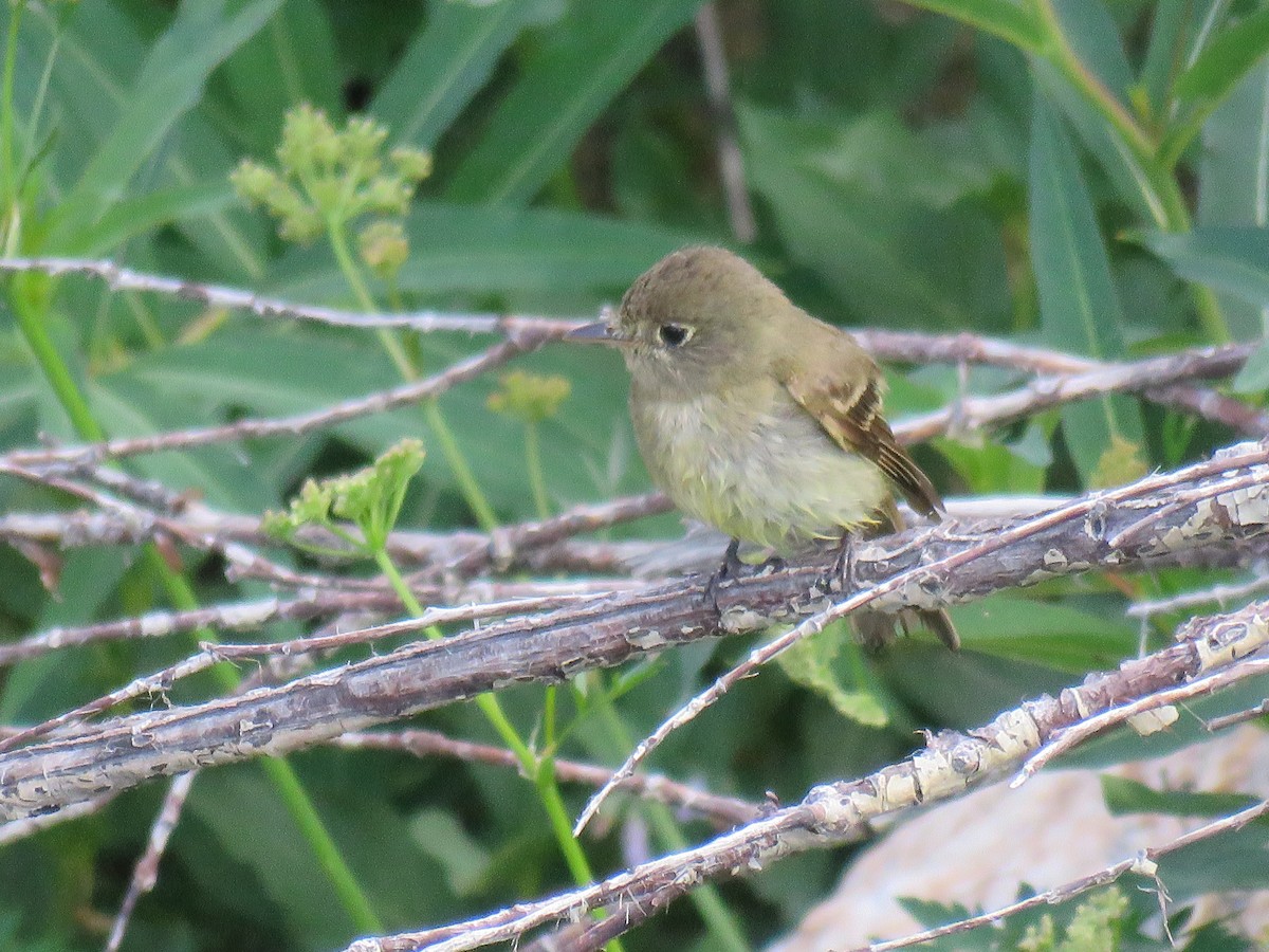 Western Flycatcher (Cordilleran) - ML469151881