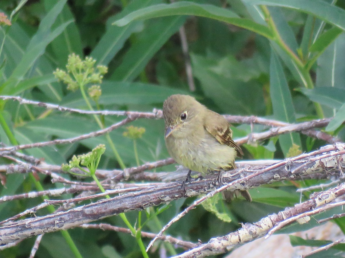 Western Flycatcher (Cordilleran) - ML469151891