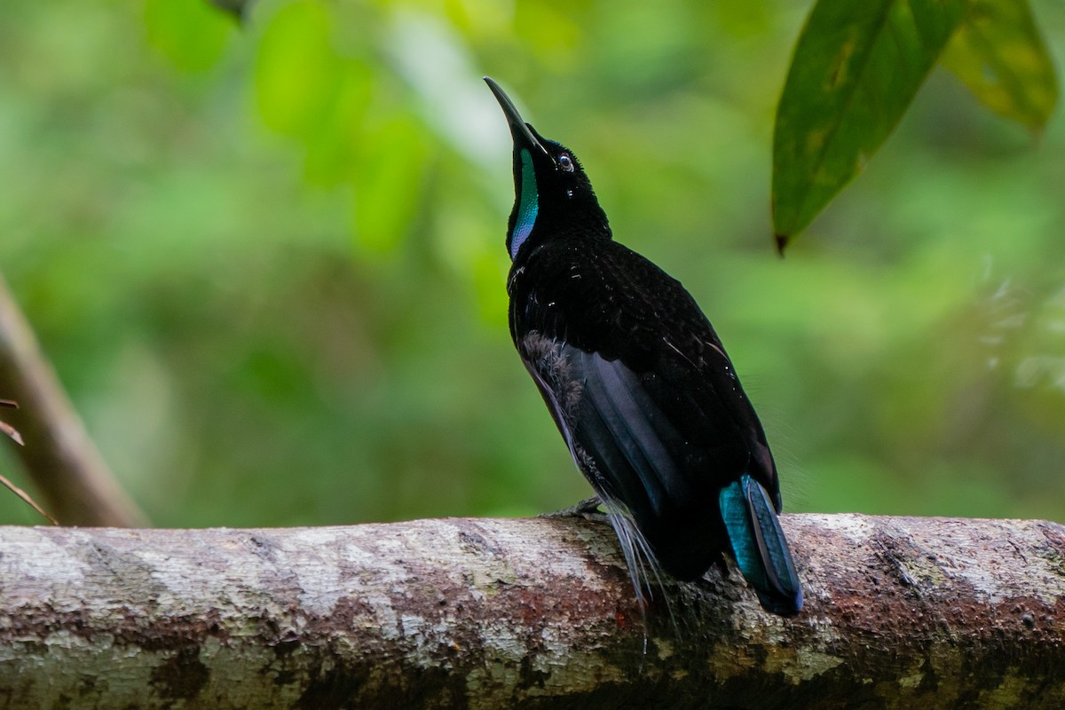 Magnificent Riflebird - ML469152831