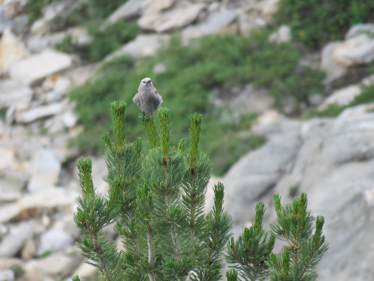 Clark's Nutcracker - ML469153081