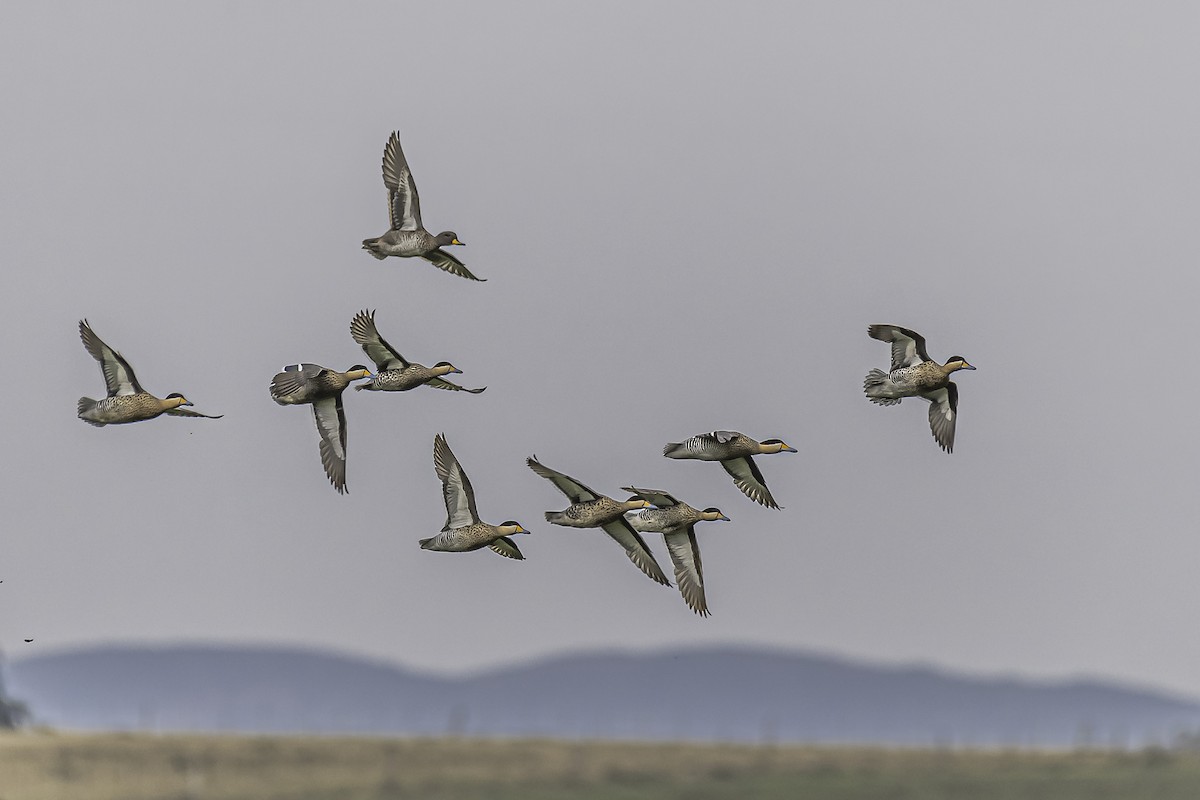 Silver Teal - Amed Hernández