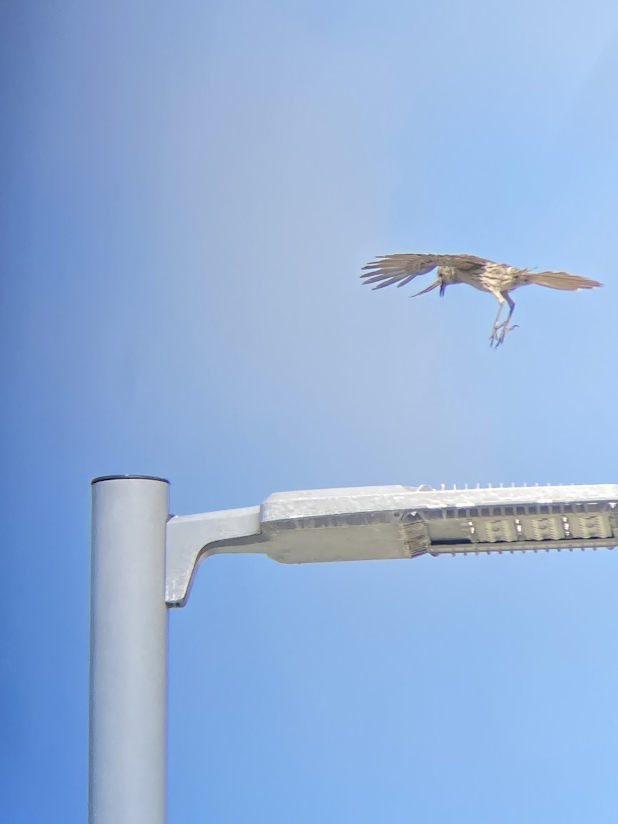 Bahama Mockingbird - Julian Grudens