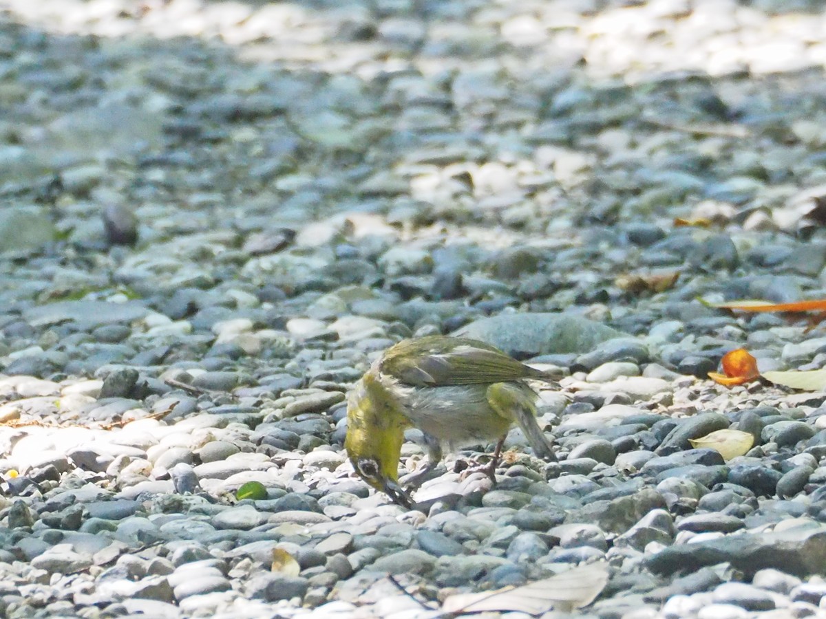 Warbling White-eye - ML469154921