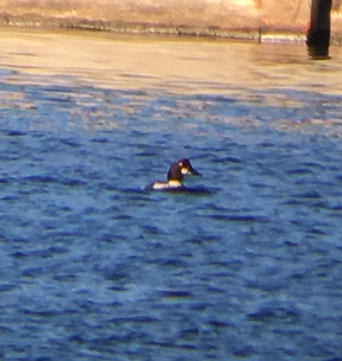 Common Goldeneye - ML46915531