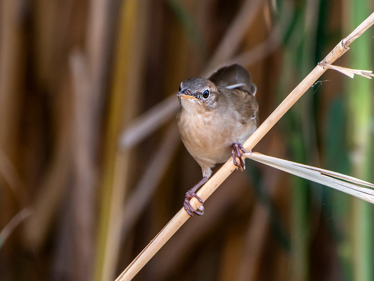 Savi's Warbler - ML469158541