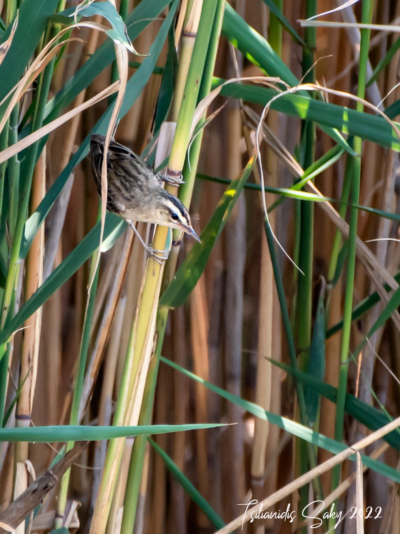 Sedge Warbler - Saki Tsilianidis