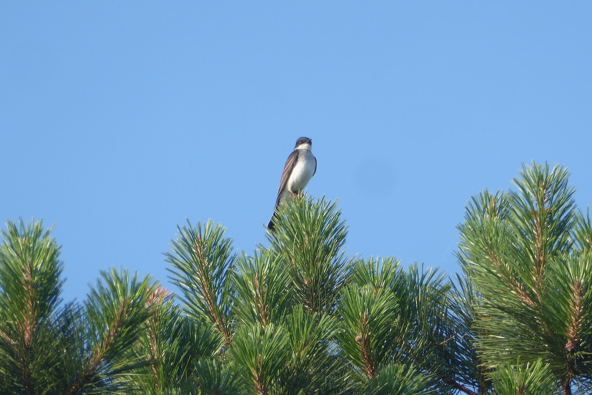 Eastern Kingbird - ML469160241