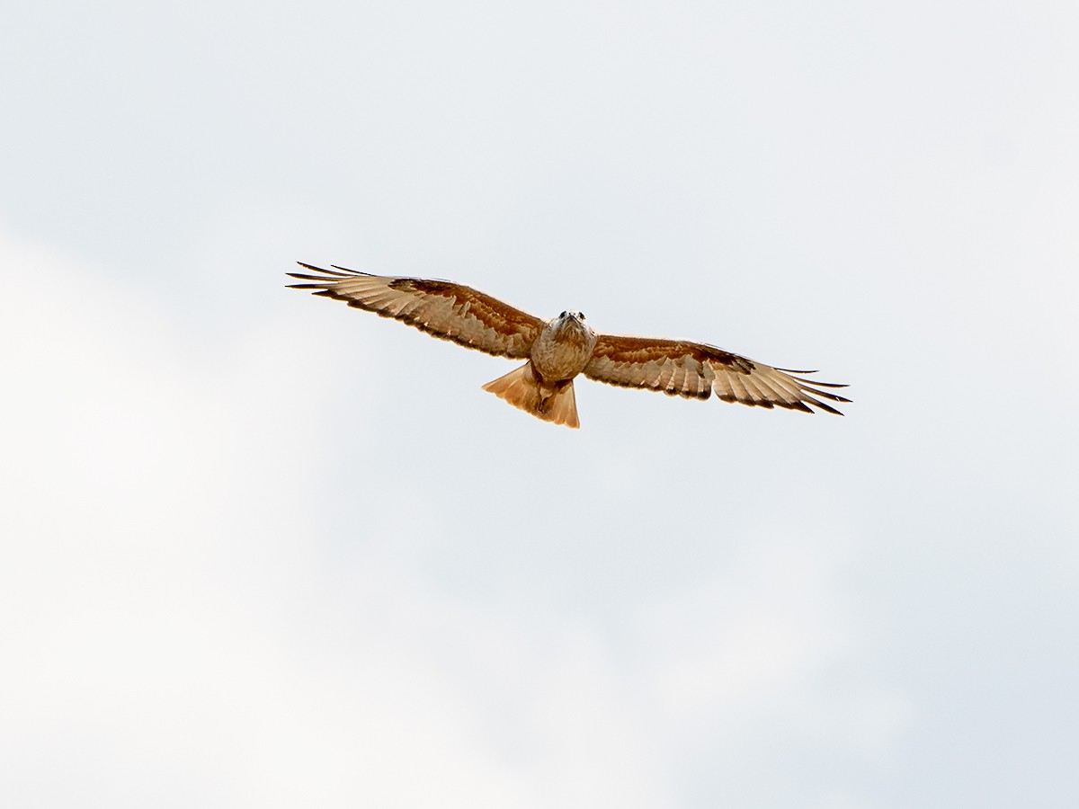 Long-legged Buzzard - Saki Tsilianidis