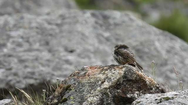 Olive-backed Pipit - ML469161111