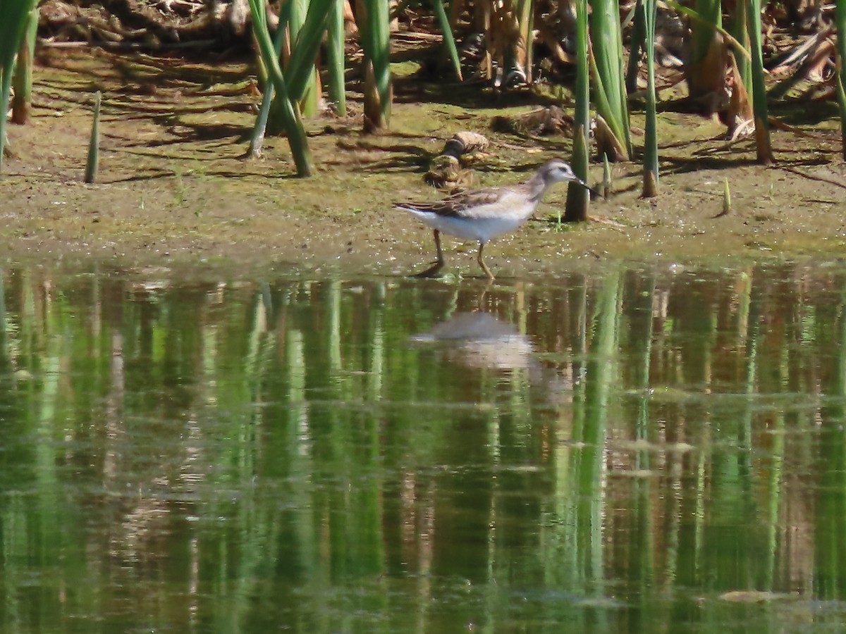 Wilson's Phalarope - ML469161141