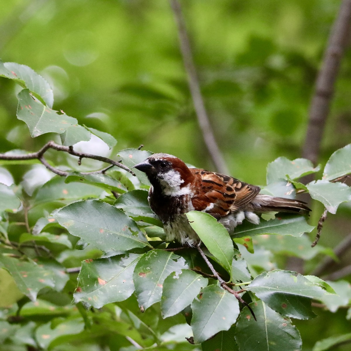 House Sparrow - ML469161571