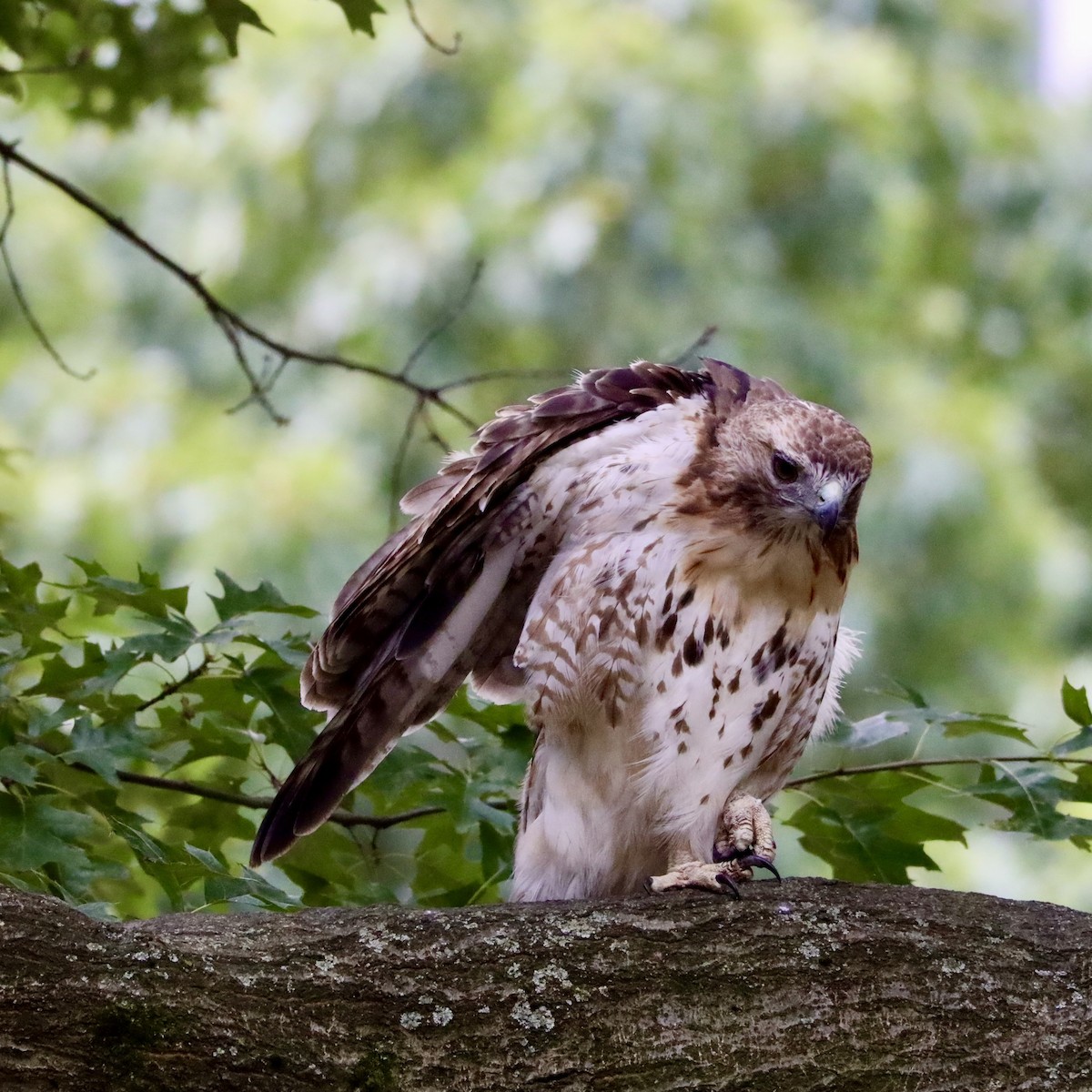 Red-tailed Hawk - ML469161881