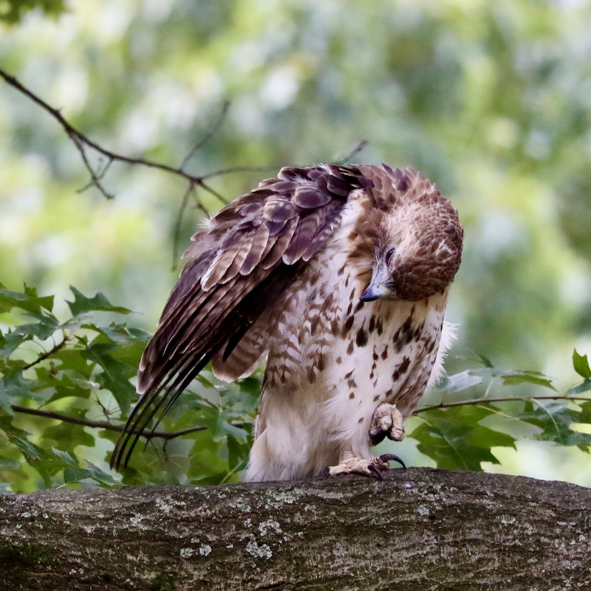 Red-tailed Hawk - ML469161901