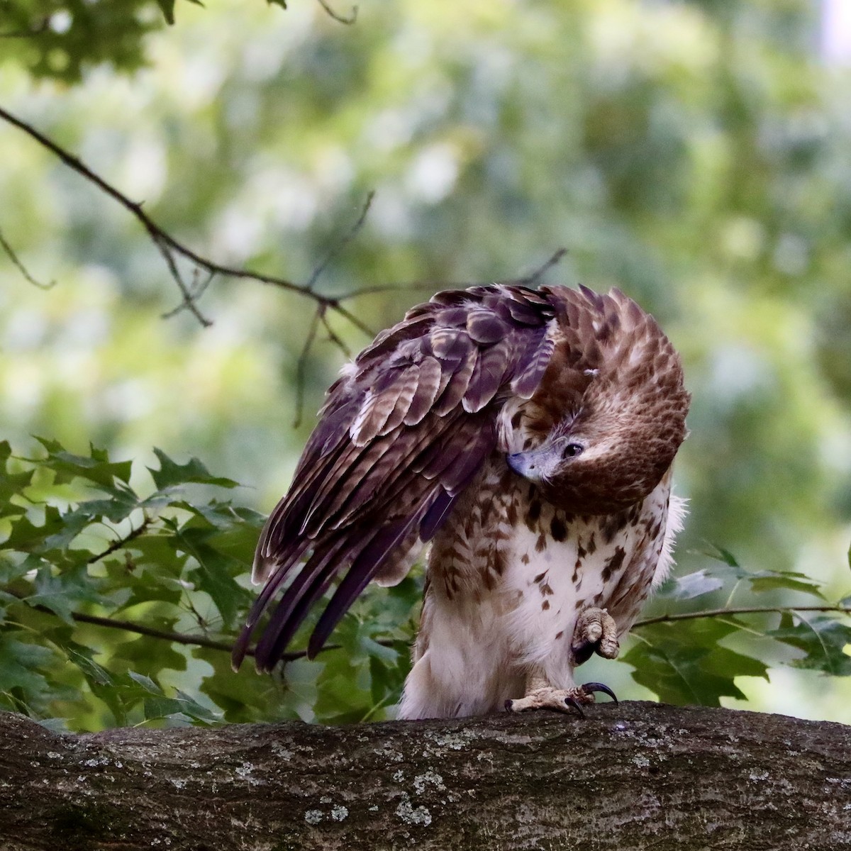 Red-tailed Hawk - ML469161911
