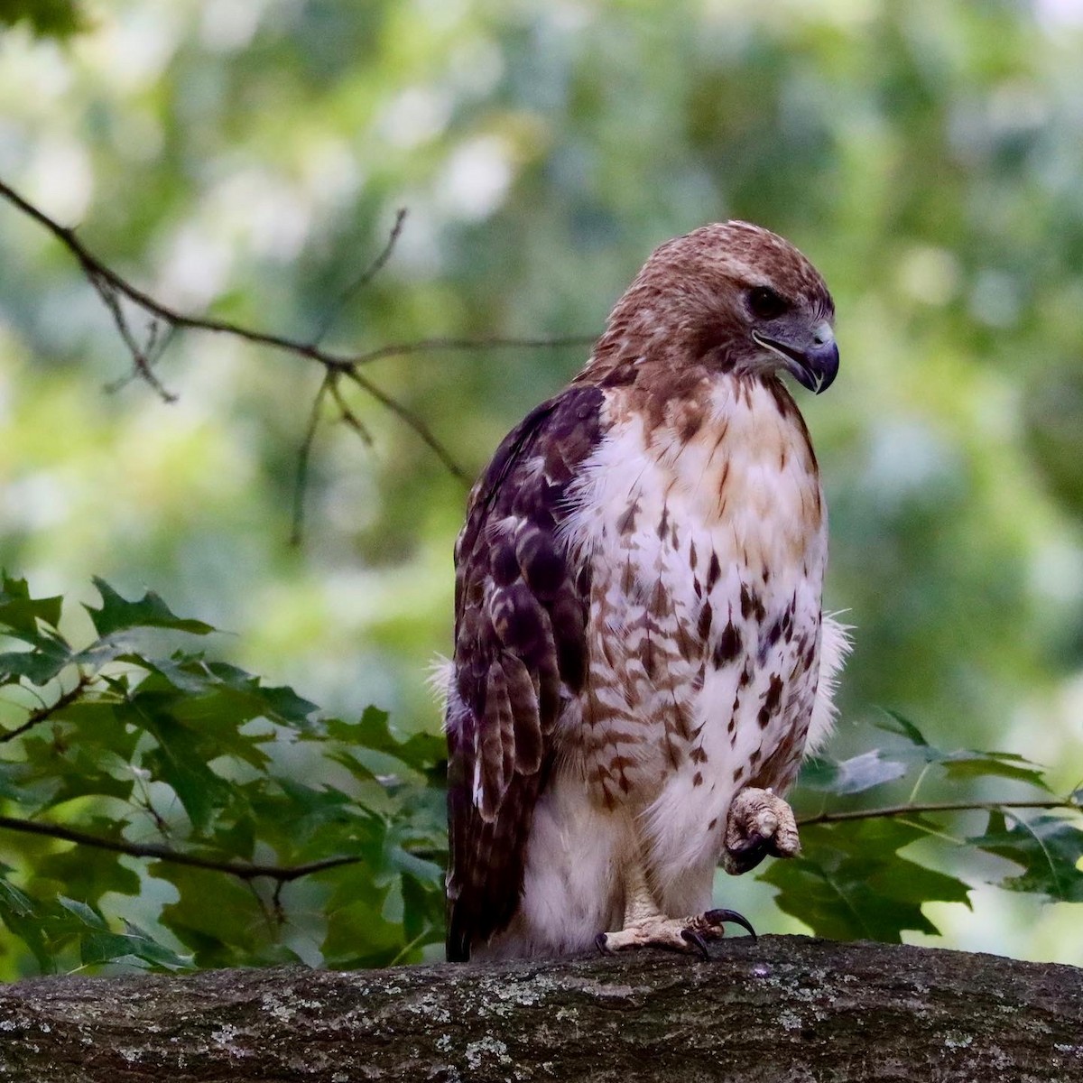 Red-tailed Hawk - ML469162171