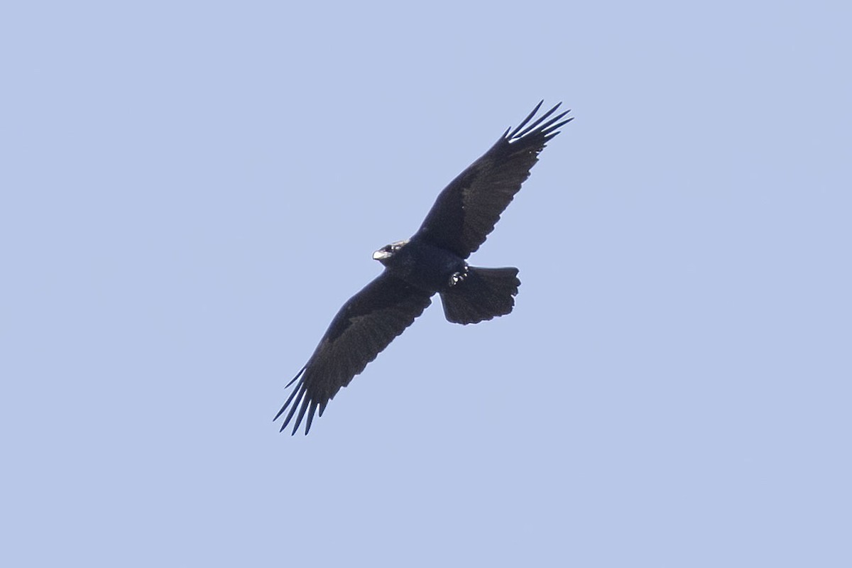Common Raven - ML469162381