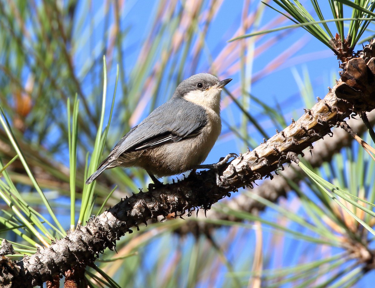 Pygmy Nuthatch - ML469163221