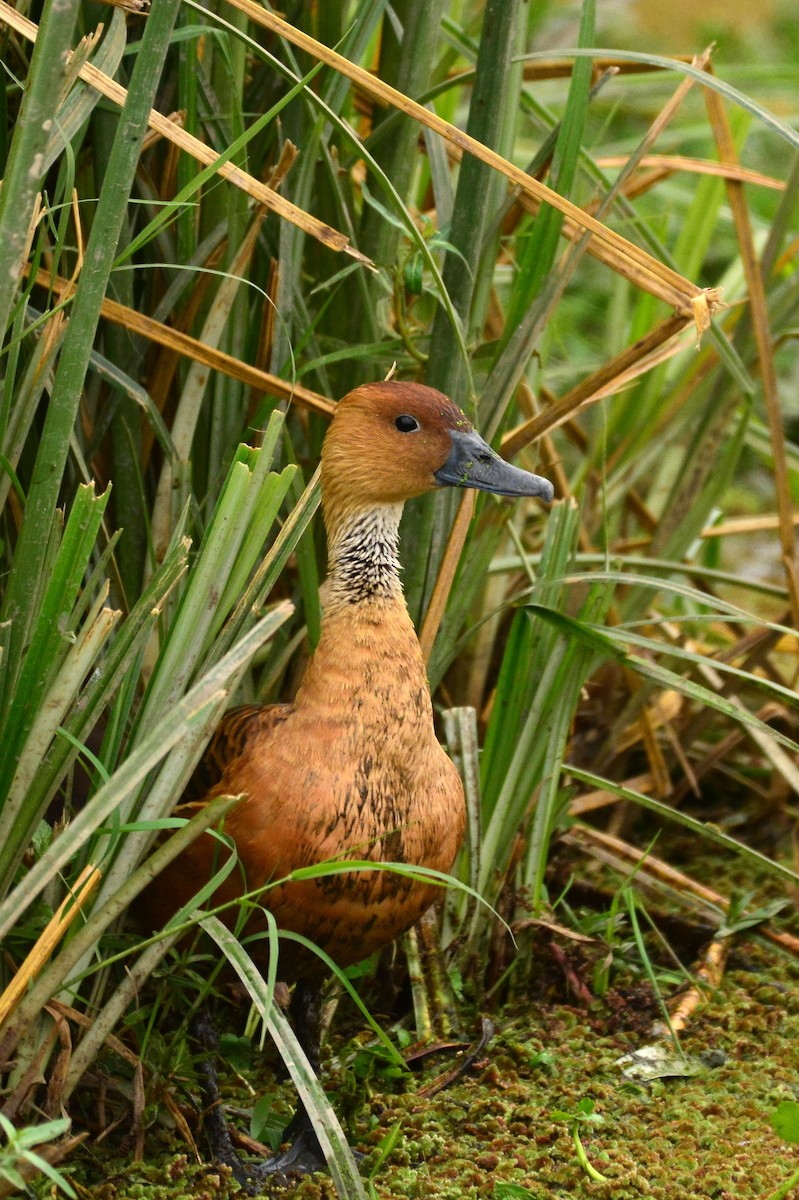 Fulvous Whistling-Duck - ML469165671