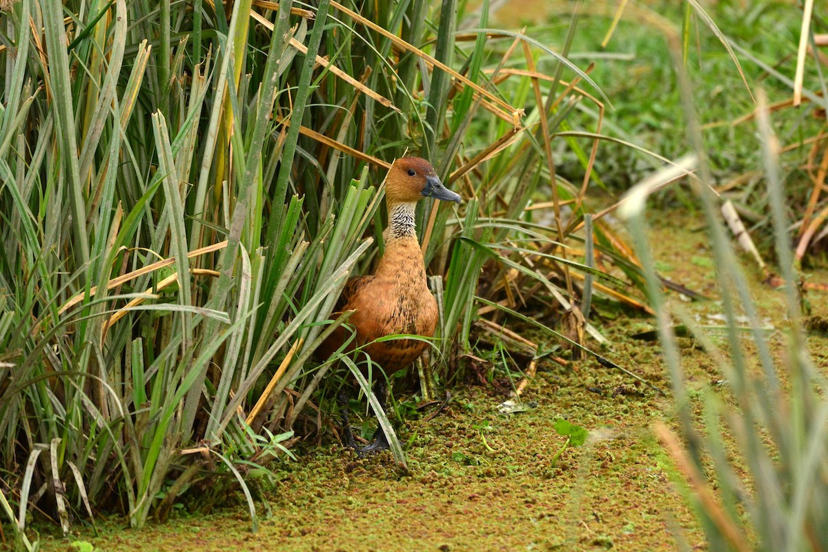 Fulvous Whistling-Duck - Haofeng Shih