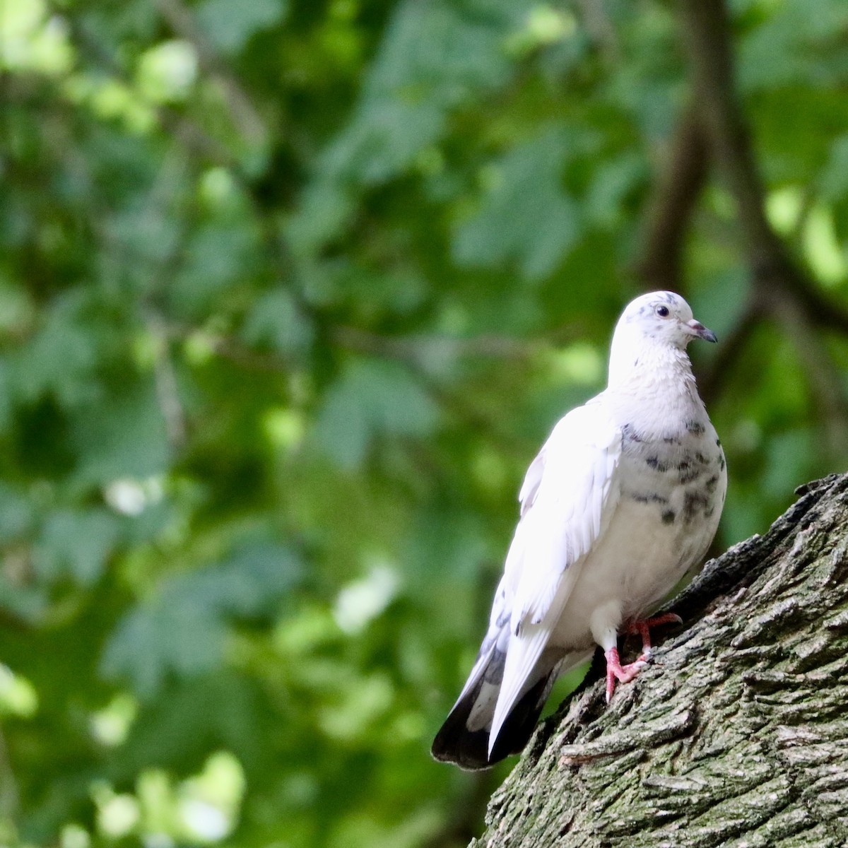 Rock Pigeon (Feral Pigeon) - ML469165701