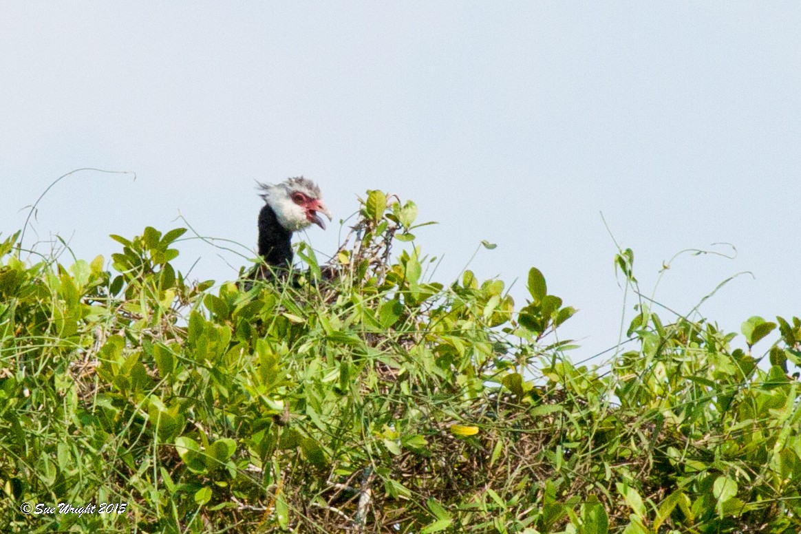 Weißwangen-Wehrvogel - ML46916571