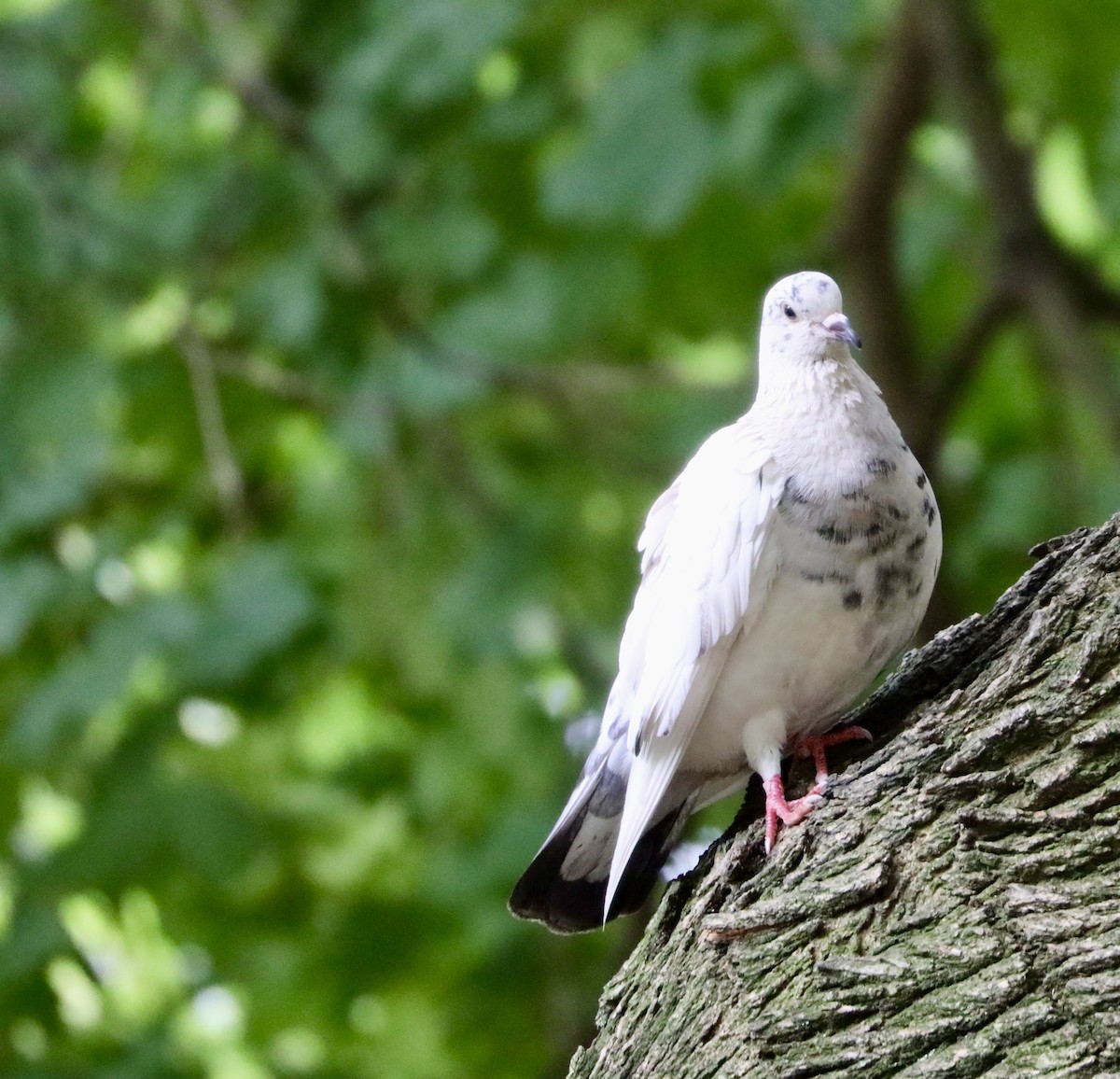 Rock Pigeon (Feral Pigeon) - ML469165711