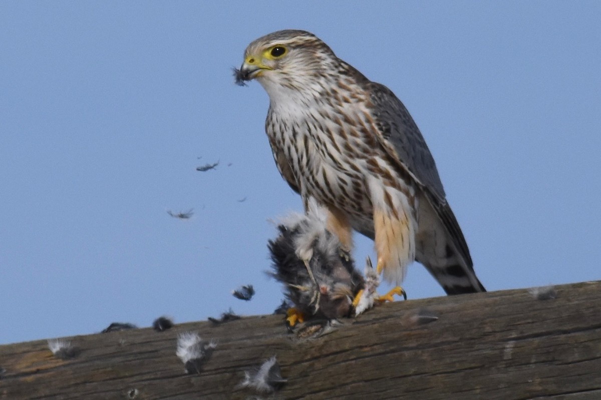 Merlin (Prairie) - Brian Henderson