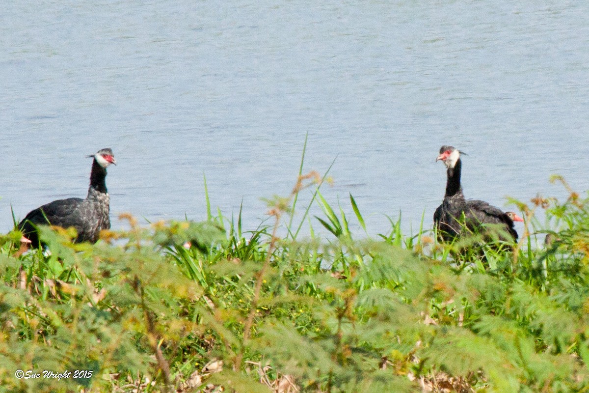 Weißwangen-Wehrvogel - ML46916621