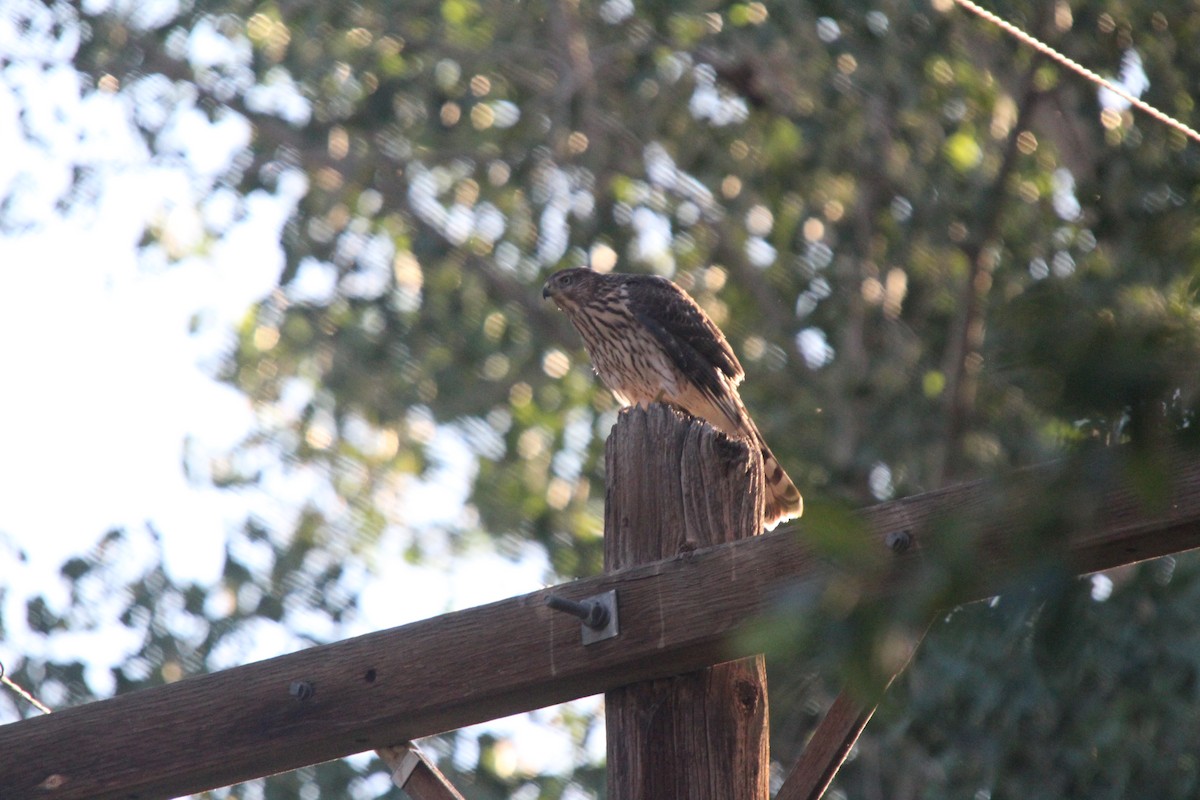 Cooper's Hawk - ML469166601