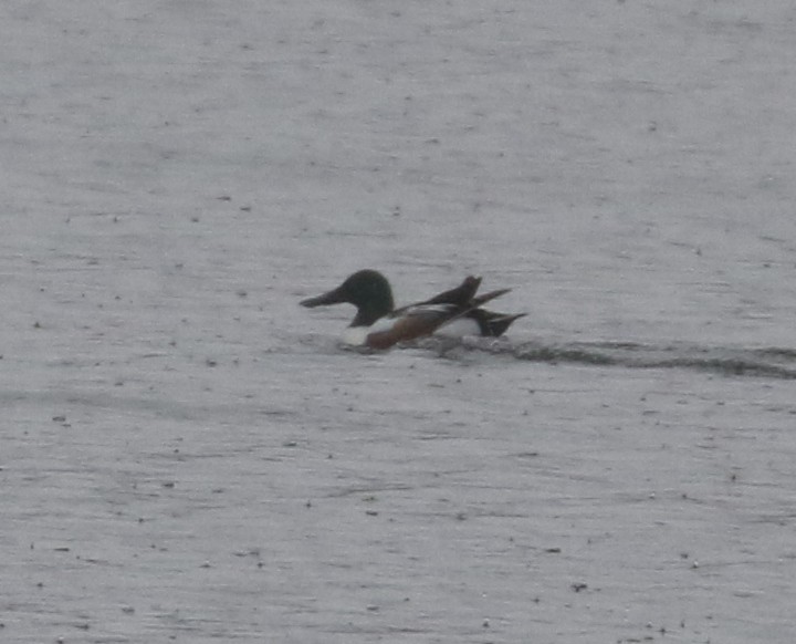 Northern Shoveler - ML469166611