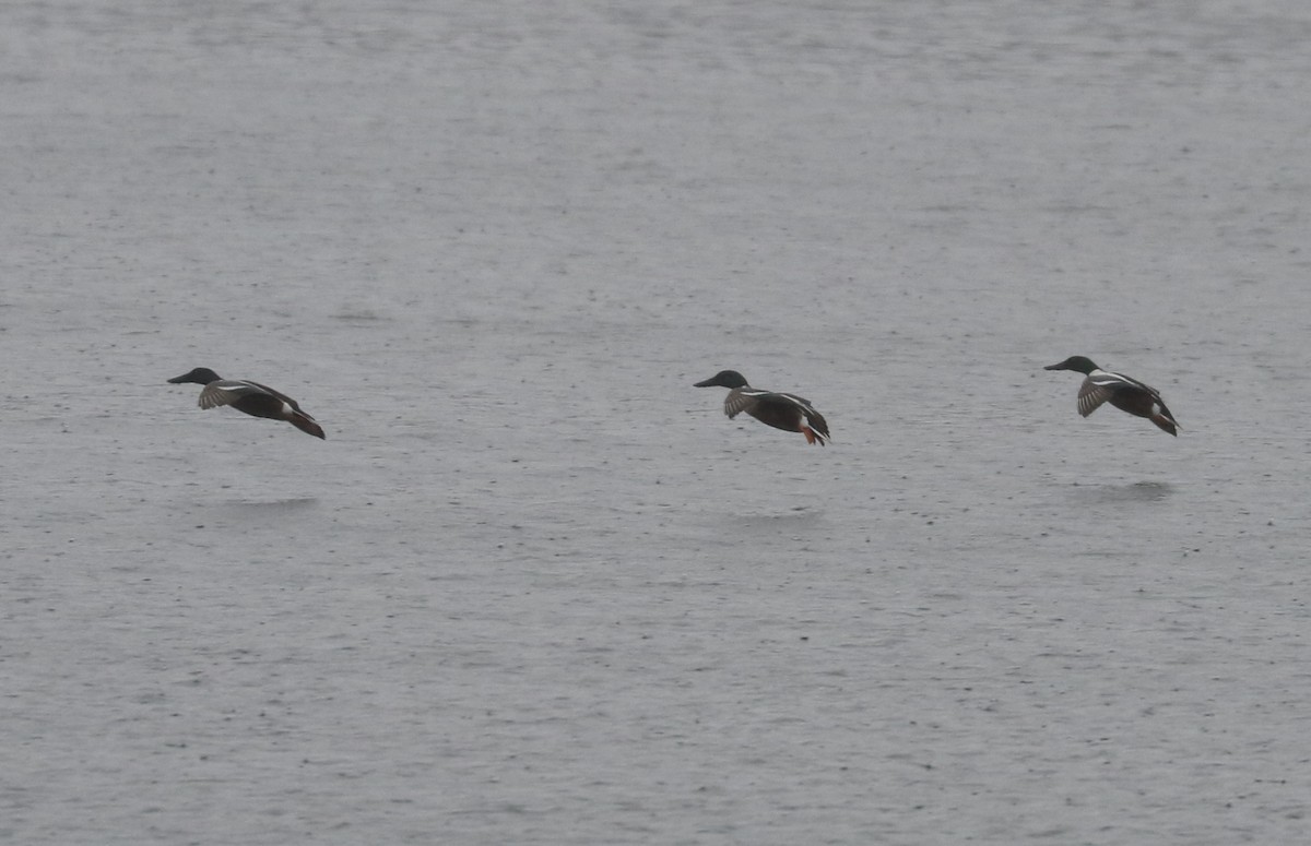 Northern Shoveler - ML469166651