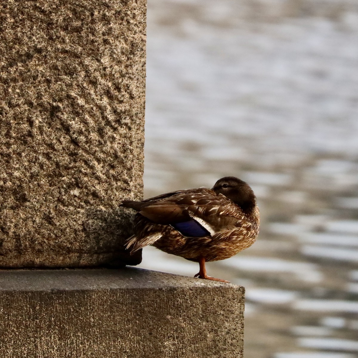 American Black Duck - ML469167821