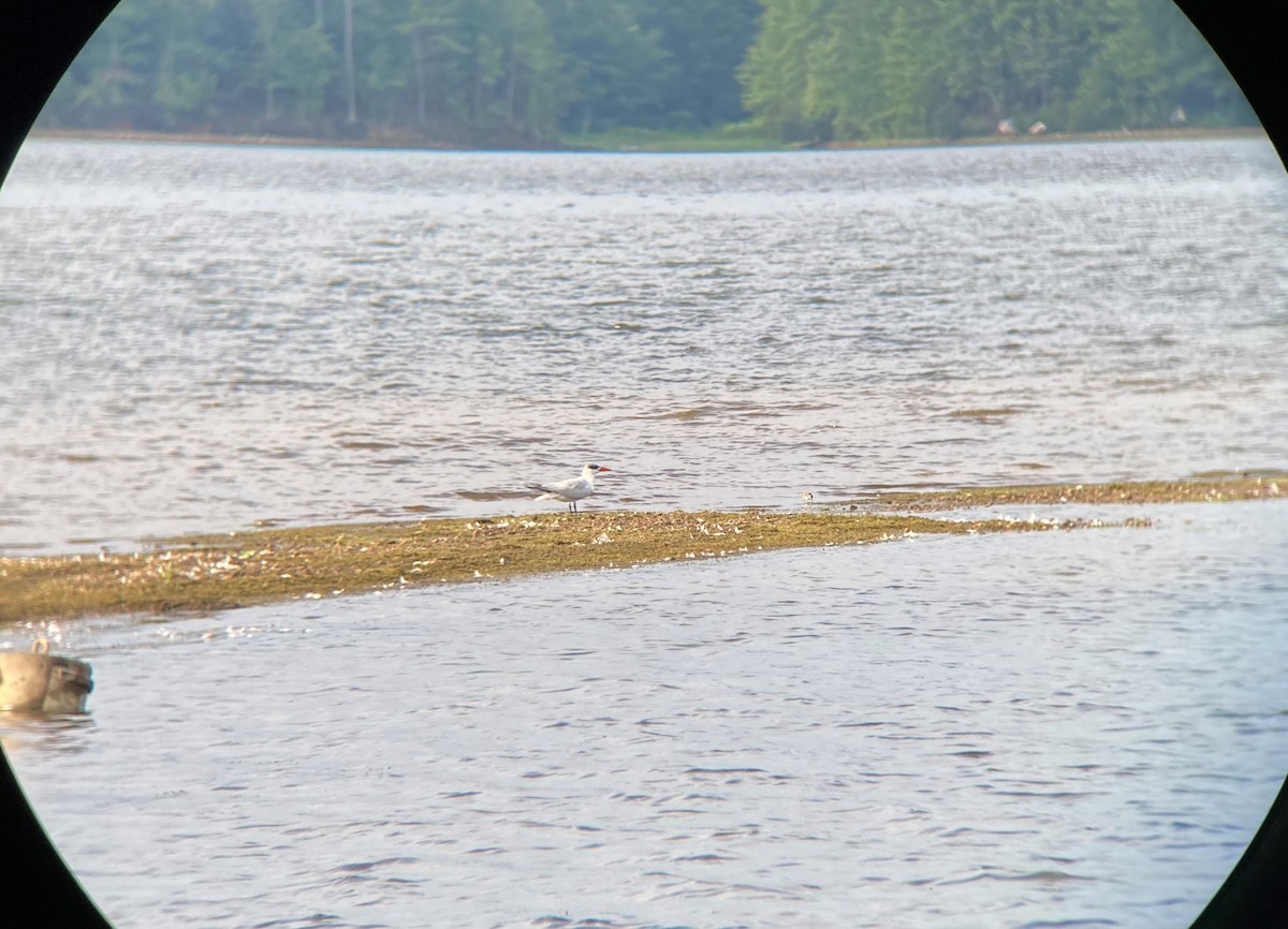 Caspian Tern - ML469168571