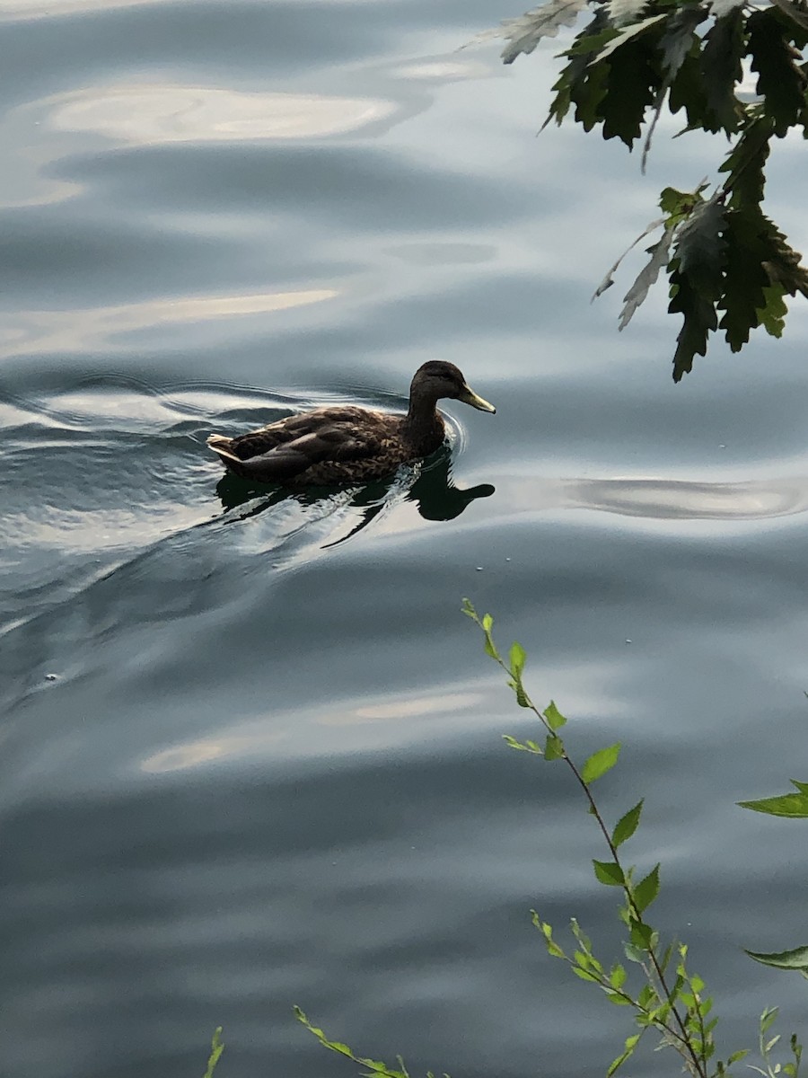 American Black Duck - ML469169341