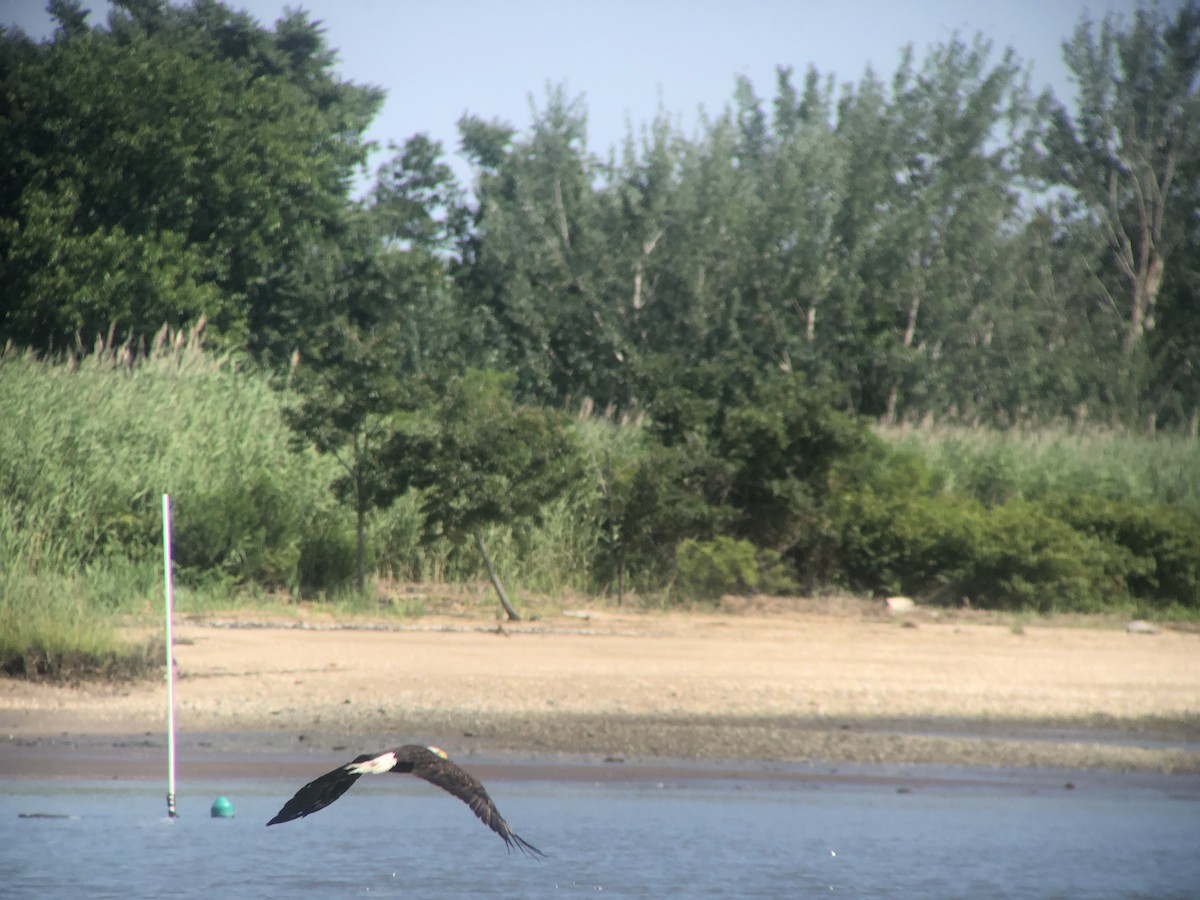 Bald Eagle - ML469170441