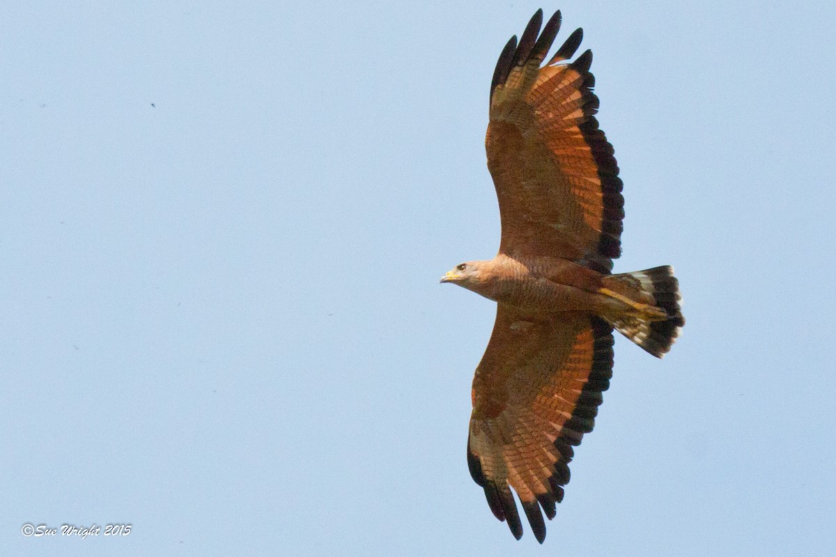Savanna Hawk - Sue Wright