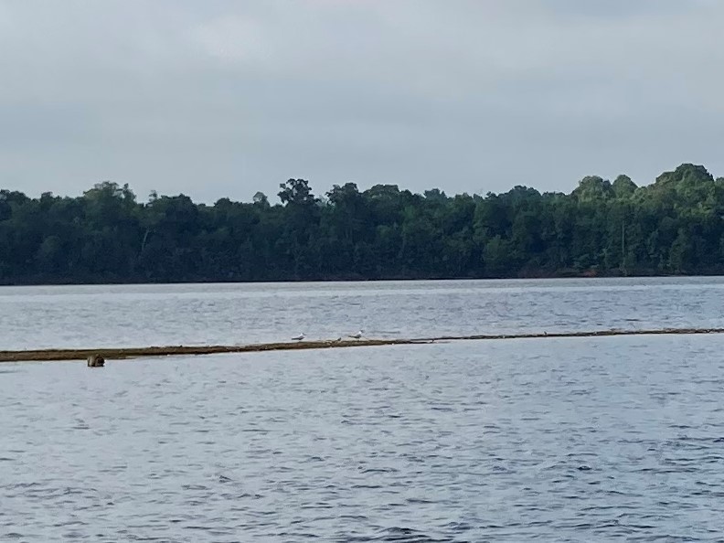 Caspian Tern - ML469173271