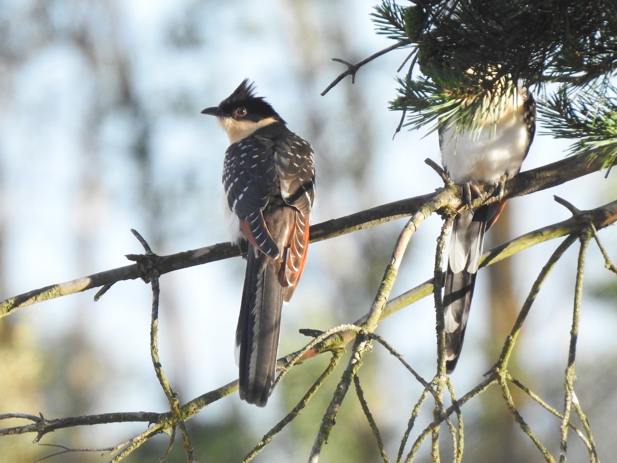 Great Spotted Cuckoo - ML469174861