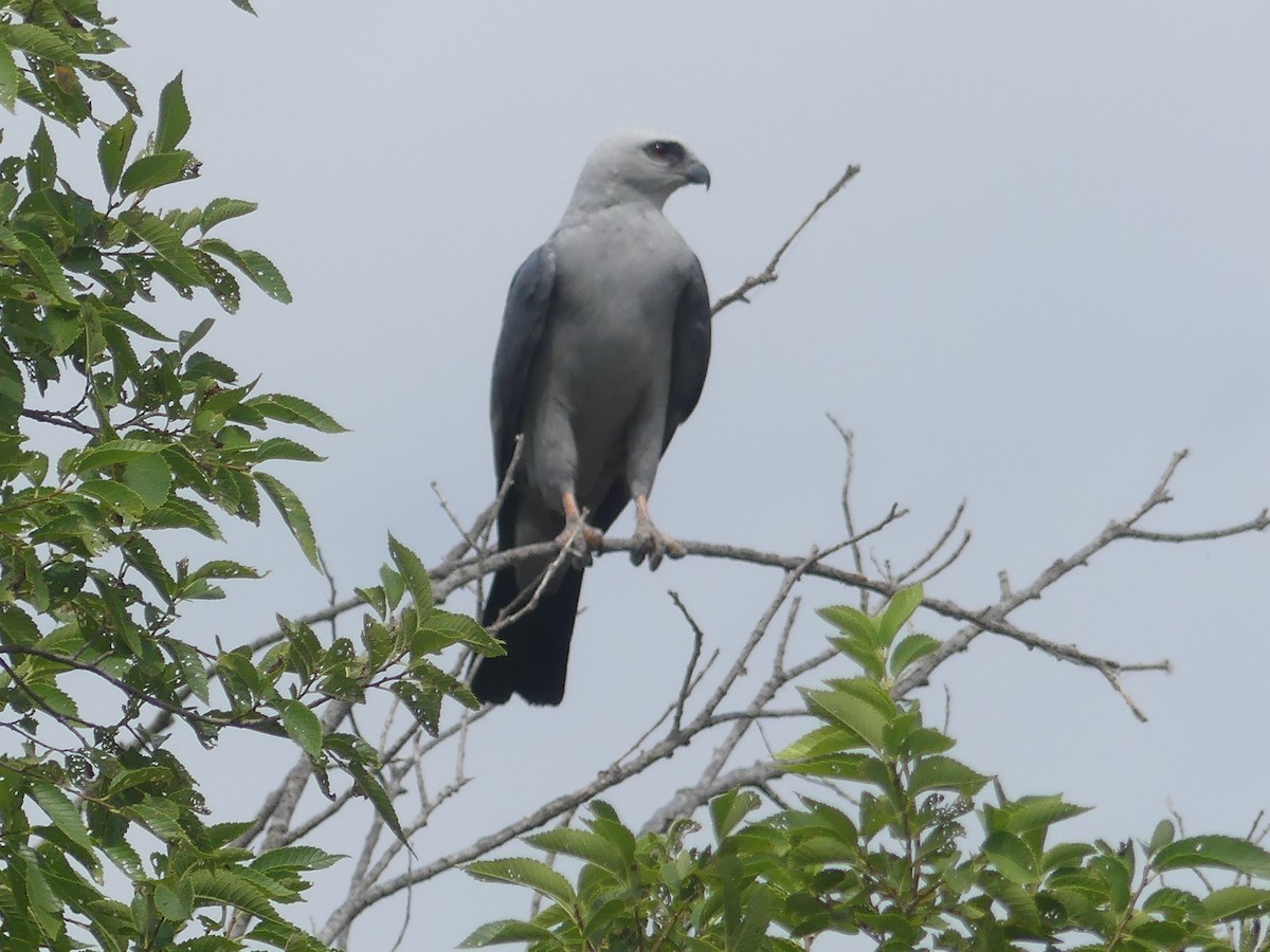 Mississippi Kite - ML469175731