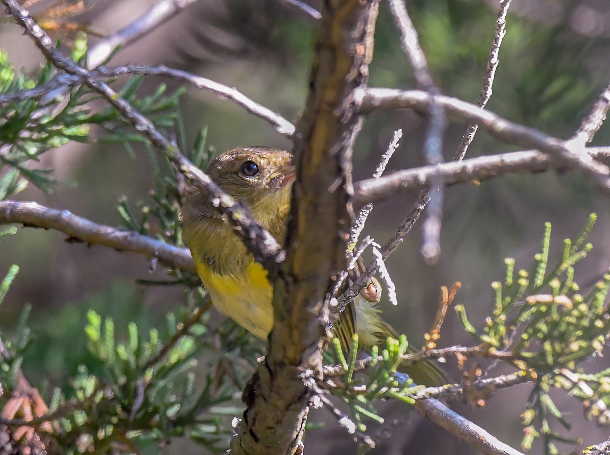 Mourning Warbler - ML469179651