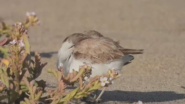 Snowy Plover - ML469181041