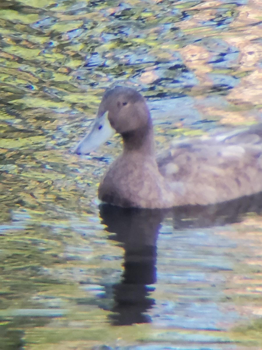 Mallard (Domestic type) - ML469181371