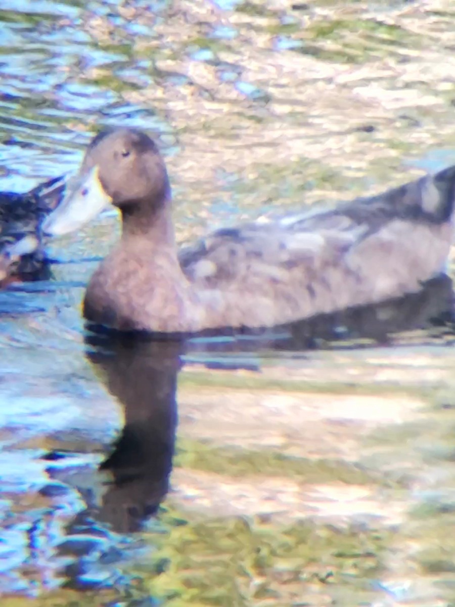 Mallard (Domestic type) - ML469181381