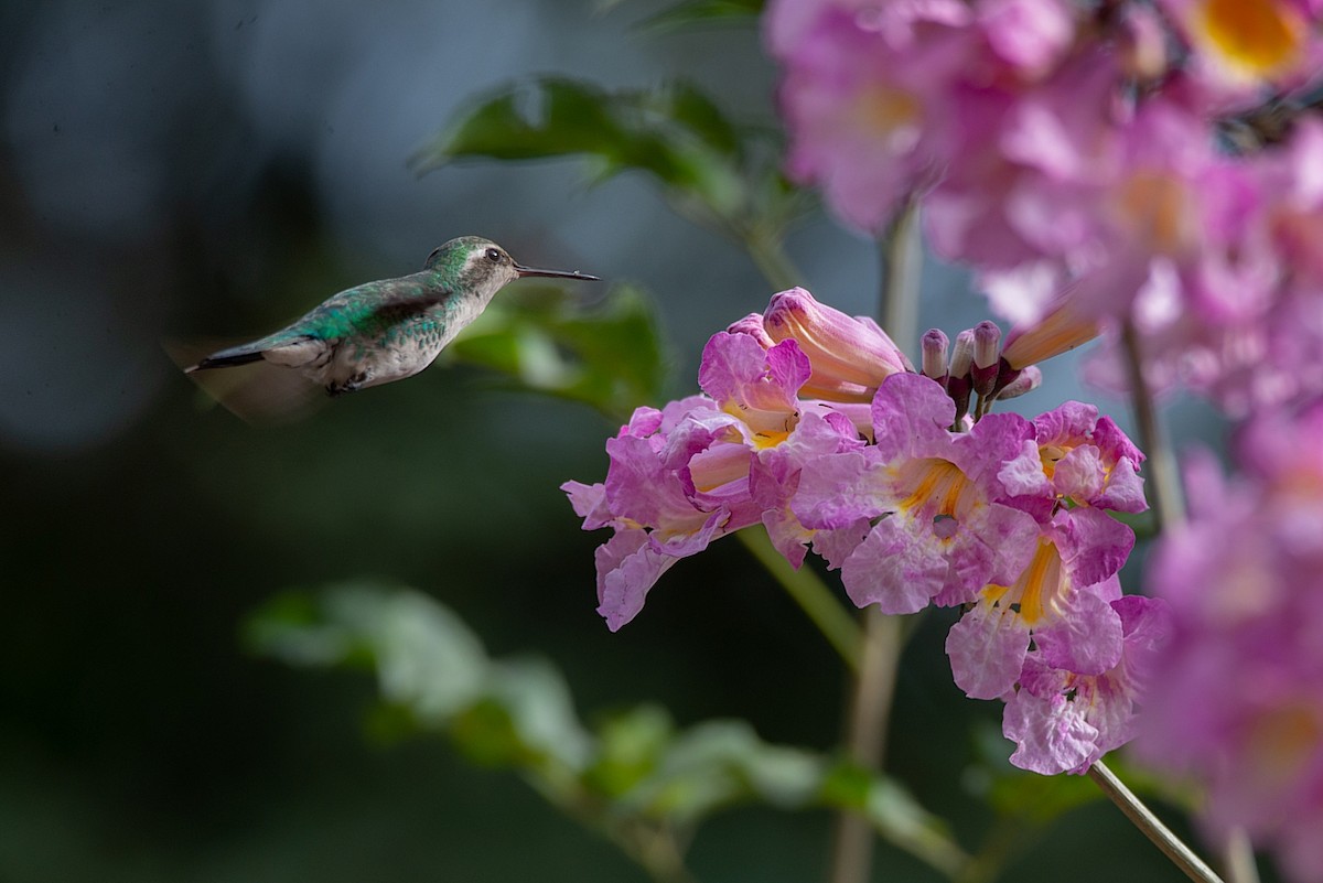 kolibřík lesklobřichý - ML469182011