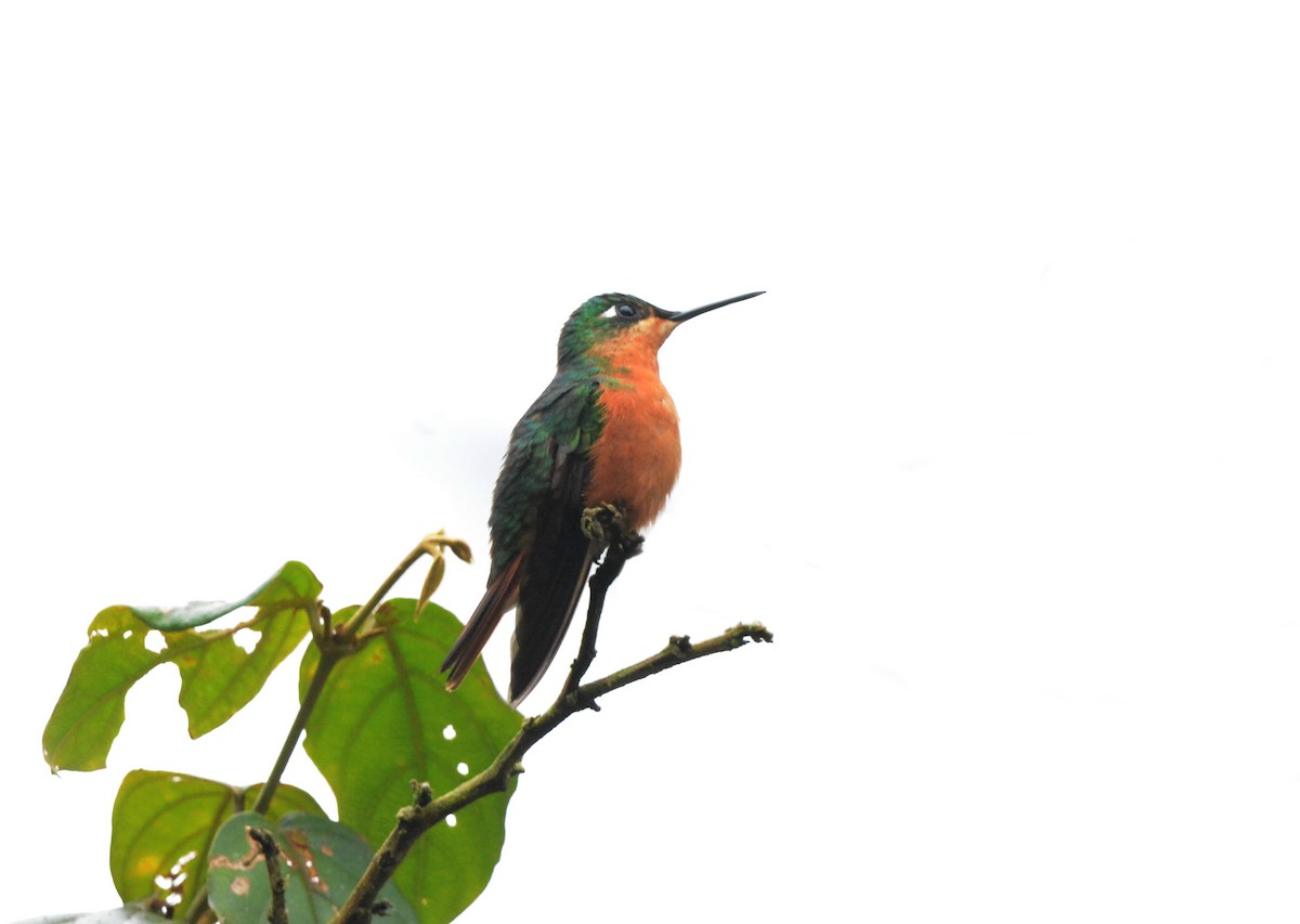 kolibřík brazilský - ML469182281