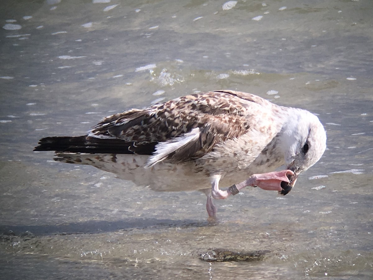 Great Black-backed Gull - ML46918251