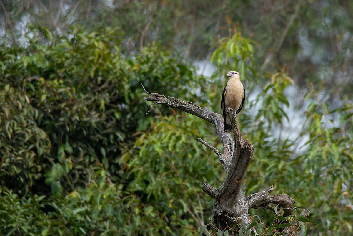 Yellow-headed Caracara - ML469182561