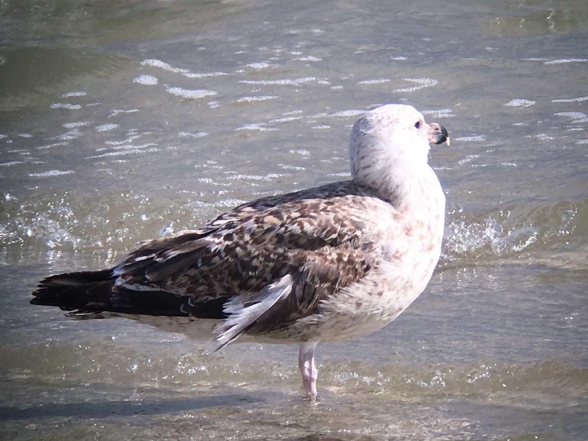 Great Black-backed Gull - ML46918261