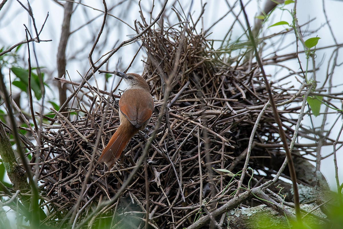 Yellow-chinned Spinetail - LUCIANO BERNARDES